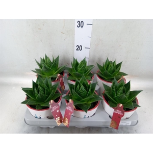 Aloe aristata 'Cosmo'