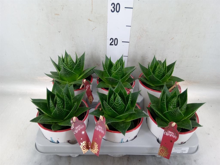 <h4>Aloe aristata 'Cosmo'</h4>