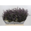 Limonium ov Safora Dark Blue