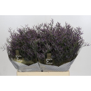 Limonium Safora Dark Blue