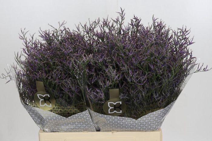 <h4>Limonium Safora Dark Blue</h4>