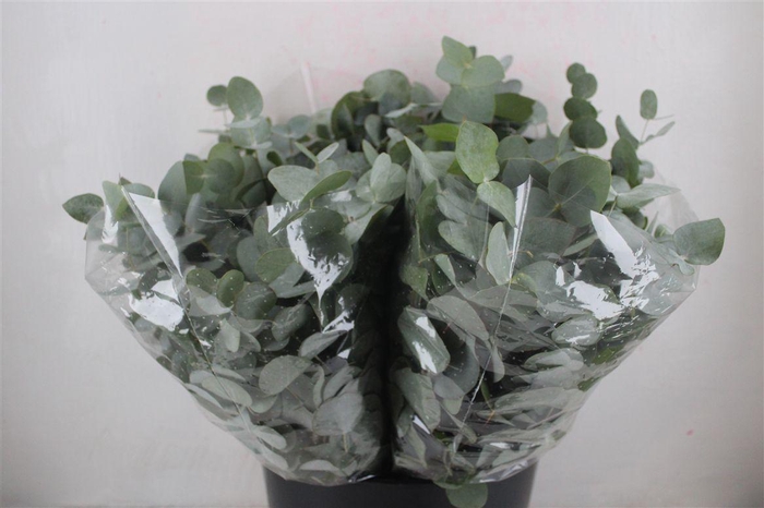 <h4>Cinerea Short 150gr</h4>