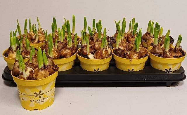 <h4>NARC O TETE A TETE</h4>