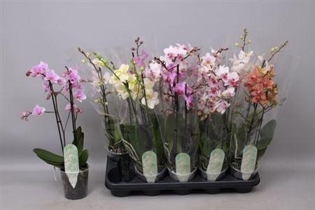 <h4>Phal Mf Gem 8 Kl</h4>