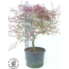 Acer Pa Garnet