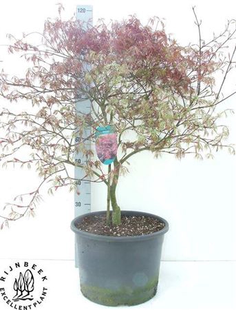 Acer Pa Garnet