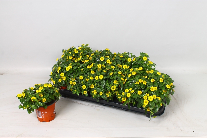 <h4>SANV YELLOW BEAUTY</h4>