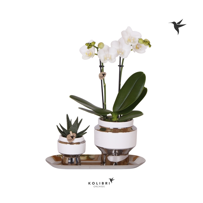 <h4>Kolibri Green up your home Gift Set small Le Chic silver</h4>