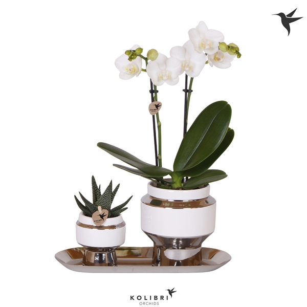 <h4>Kolibri Green up your home Gift Set small Le Chic silver</h4>