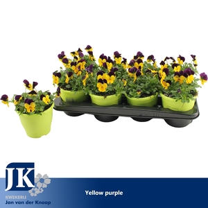 Viola Cornuta Yellow Purple