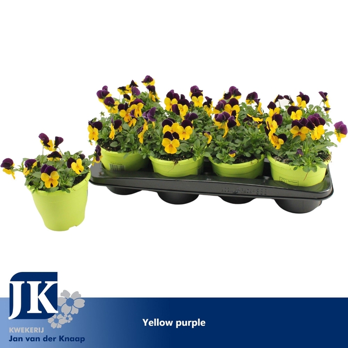 <h4>Viola Cornuta Yellow Purple</h4>