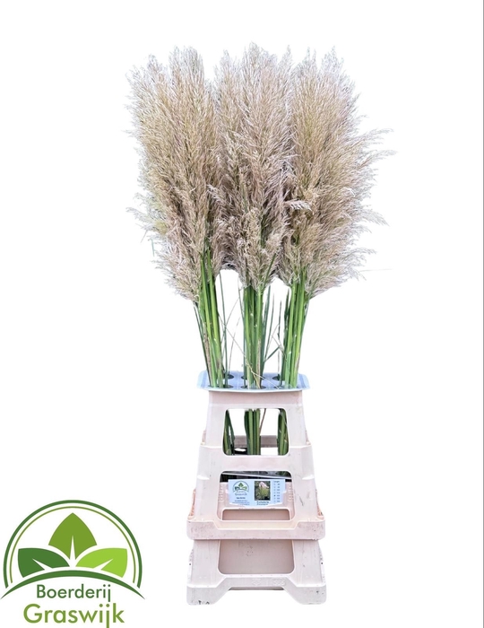 <h4>CORTADERIA OV</h4>