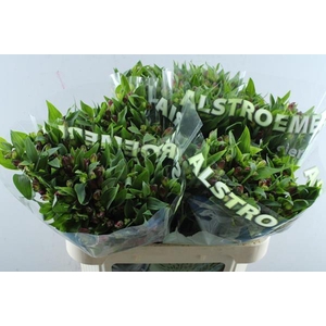 Alstr Noa (tros Cerise)