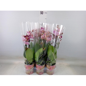Phalaenopsis multi.   ...