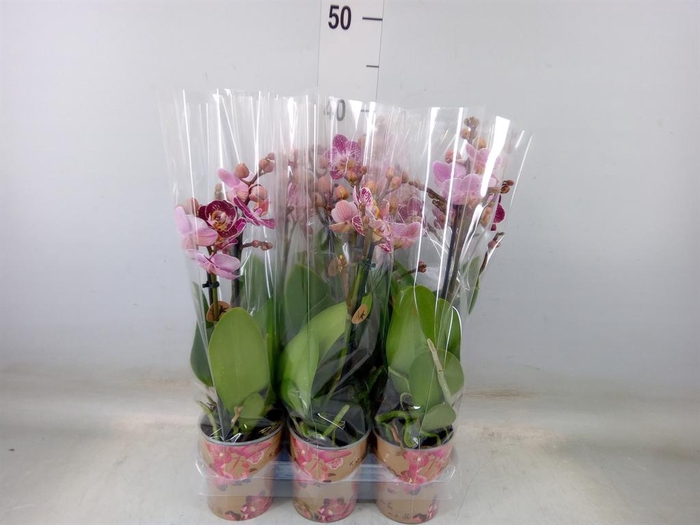 <h4>Phalaenopsis multi.   ...</h4>