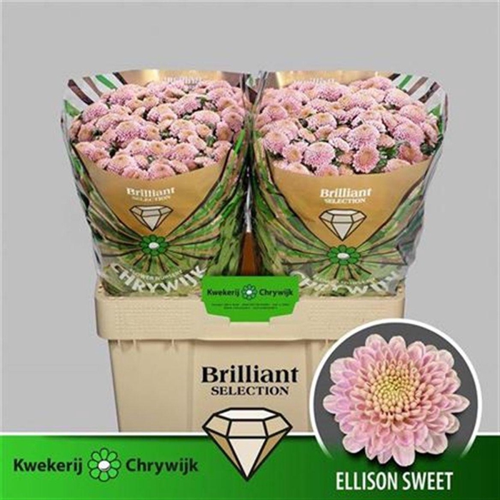 <h4>Chr S Ellison Sweet Brilliant</h4>