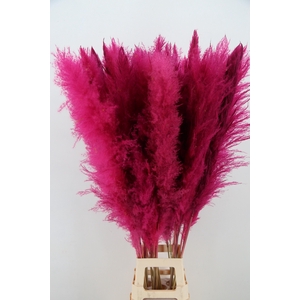 DF Pampas 130cm Cerise