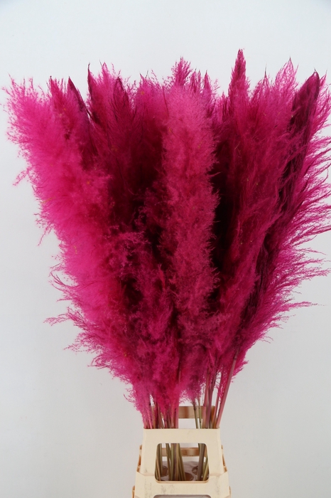 <h4>DF Pampas 130cm Cerise</h4>