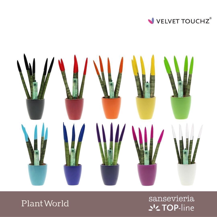 <h4>Sansevieria VELVET TOUCHZ® Mix in Osaka keramiek</h4>