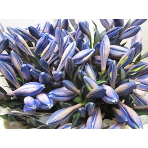 Li Lf G Blauw