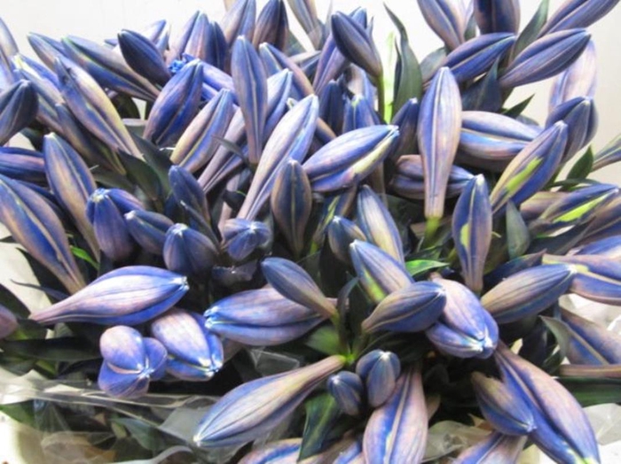 <h4>Li Lf G Blauw</h4>