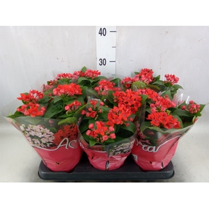 Bouvardia  'Bellev Fire Red'