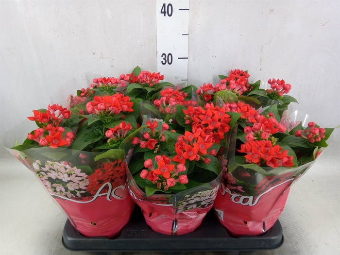 <h4>Bouvardia  'Bellev Fire Red'</h4>