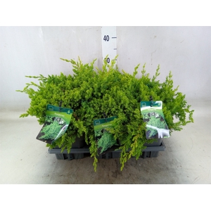 Juniperus procumbens 'Nana'