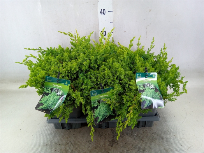 <h4>Juniperus procumbens 'Nana'</h4>