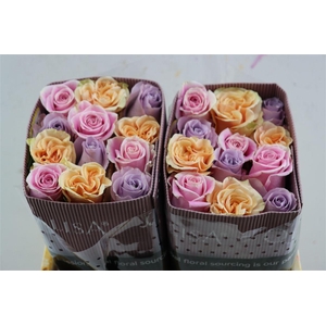 R Gr Rainbow Pastel Mix