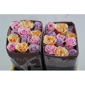 R Gr Rainbow Pastel Mix