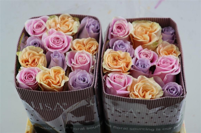 <h4>R Gr Rainbow Pastel Mix</h4>