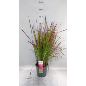 Imperata cylindrica 'Red Baron'