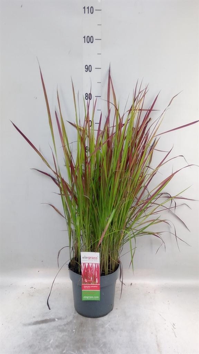 <h4>Imperata cylindrica 'Red Baron'</h4>