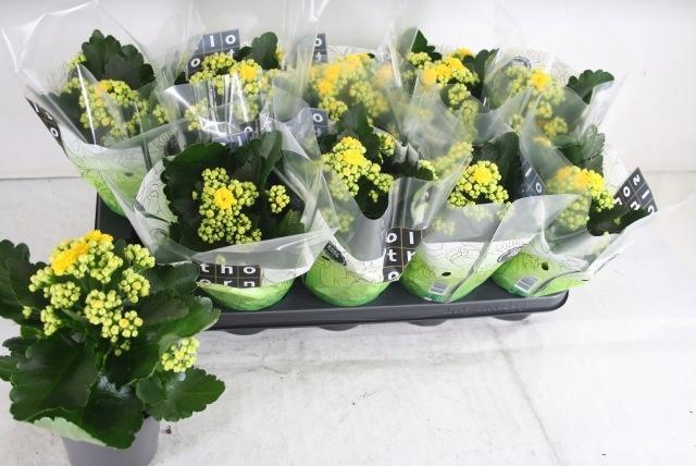 <h4>KAL B GE C PIAFF</h4>