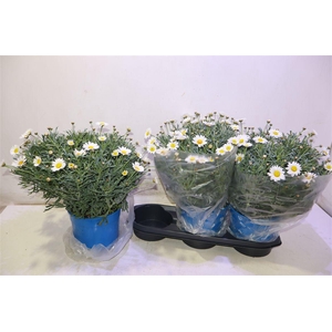 arr8 Arg Stella 2000