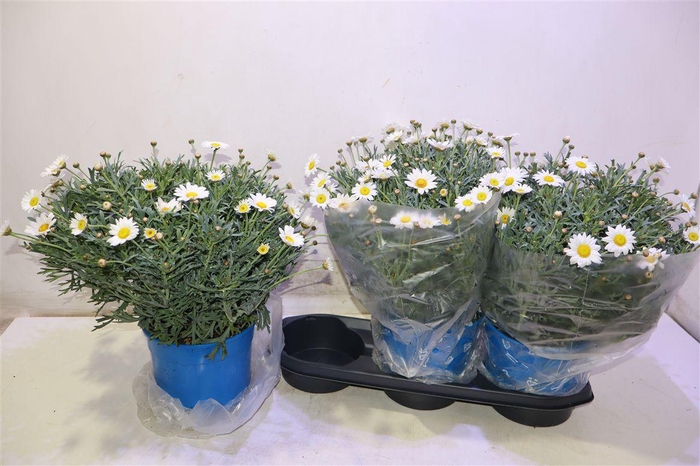 <h4>arr8 Arg Stella 2000</h4>