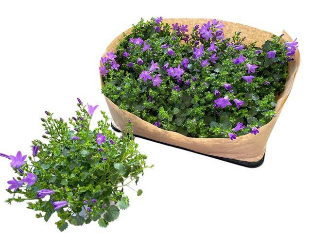 <h4>CAMPANULA POR BLUEONE</h4>