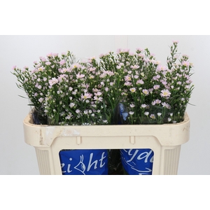 Aster Claudia