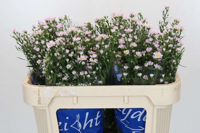 <h4>Aster Claudia</h4>