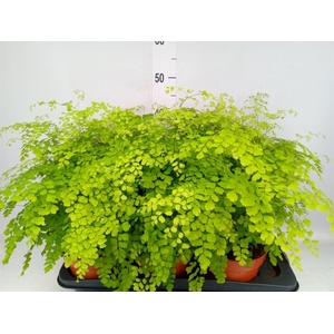 Adiantum raddi. 'Fragrans'