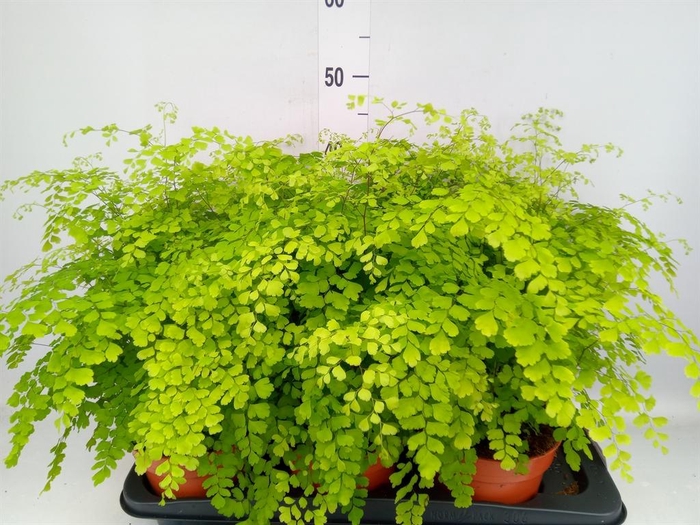 <h4>Adiantum raddi. 'Fragrans'</h4>