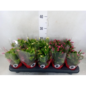 Schlumbergera   ...