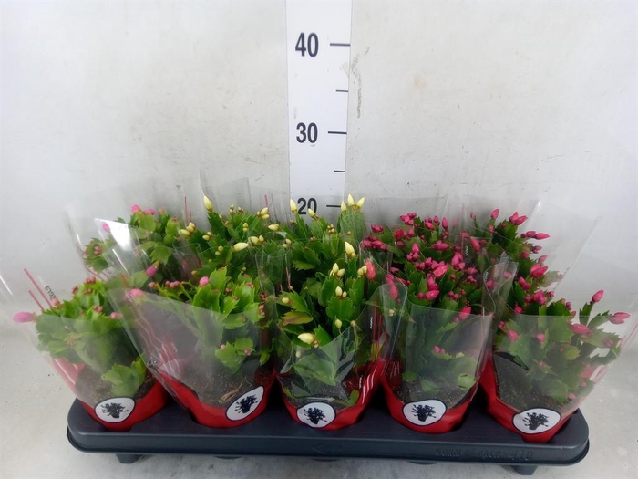 <h4>Schlumbergera   ...</h4>