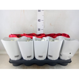 Chrysanthemum   ..mix 2