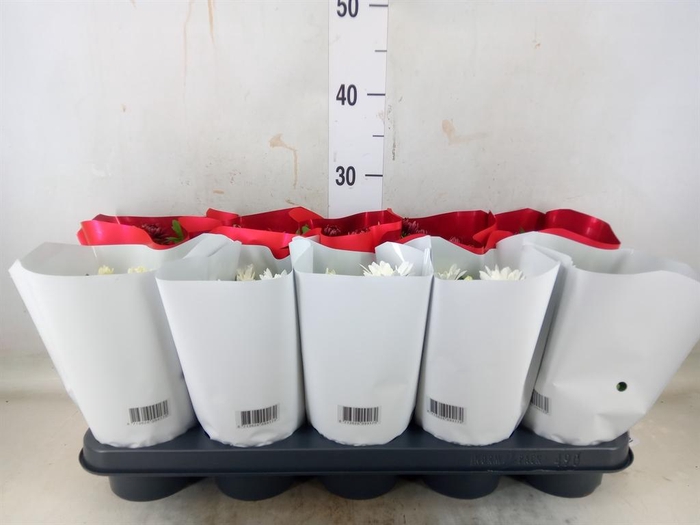 <h4>Chrysanthemum   ..mix 2</h4>