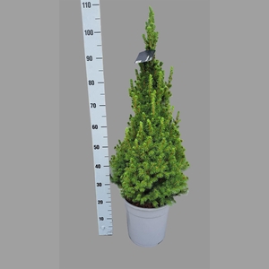 Picea glauca 'Conica'