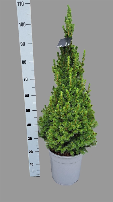 <h4>Picea glauca 'Conica'</h4>