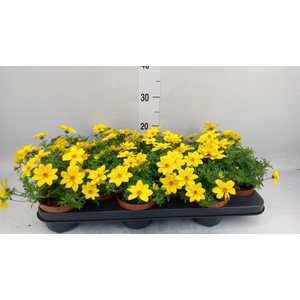 Bidens   ...