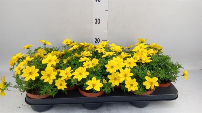 <h4>Bidens   ...</h4>